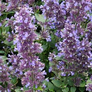 WHISPURR™ BLUE CATMINT
