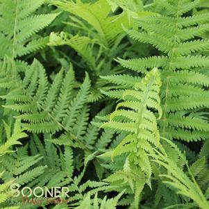 OSTRICH FERN