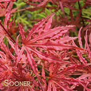 MIKAZUKI UPRIGHT JAPANESE MAPLE