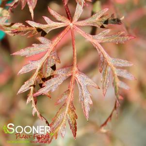 WATNONG DWARF UPRIGHT JAPANESE MAPLE