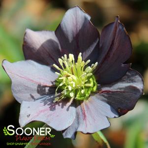 HONEYMOON® NEW YORK NIGHT LENTEN ROSE