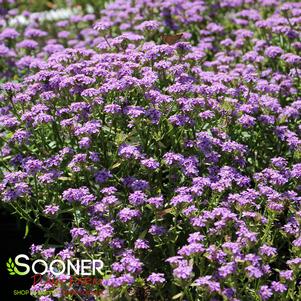 MERMAID LAVENDER CANDYTUFT