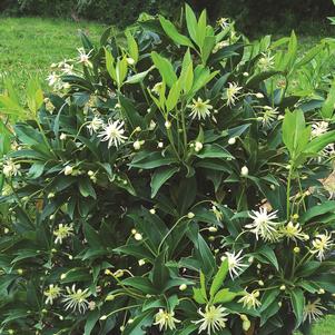 STAR FLOWER ORION™ ILLICIUM