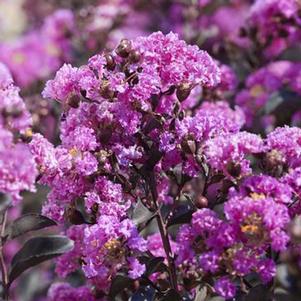 BLACK DIAMOND® PURELY PURPLE CRAPEMYRTLE