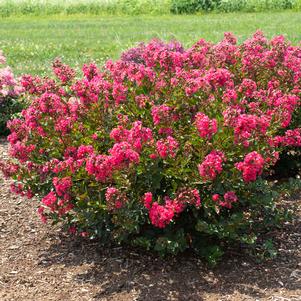 BELLINI® RASPBERRY CRAPEMYRTLE