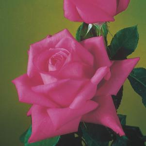 MISS ALL-AMERICAN BEAUTY HYBRID TEA ROSE