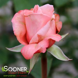 NEW ZEALAND HYBRID TEA ROSE