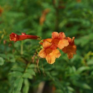 CHICKLET® ORANGE ESPERANZA