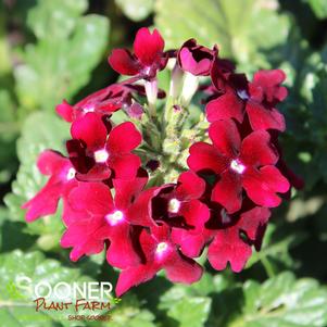 ENDURASCAPE™ BURGUNDY VERBENA