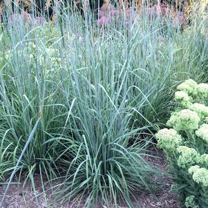 <em>Sorghastrum</em> INDIAN STEEL INDIAN GRASS: 