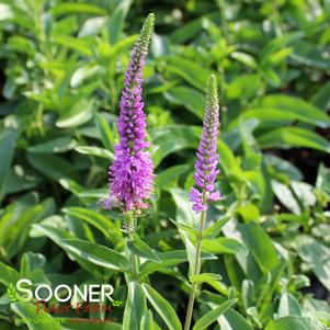 PURPLEICIOUS SPEEDWELL