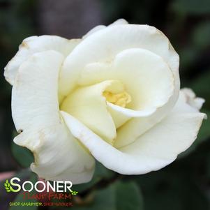 JOHN F. KENNEDY HYBRID TEA ROSE