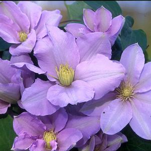 SILVER MOON CLEMATIS