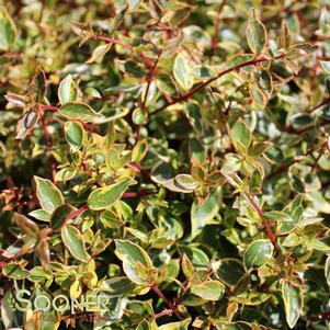 SUNSHINE DAYDREAM ABELIA