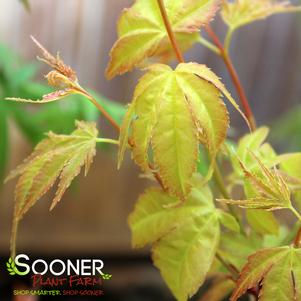 ALLEN'S GOLD UPRIGHT JAPANESE MAPLE