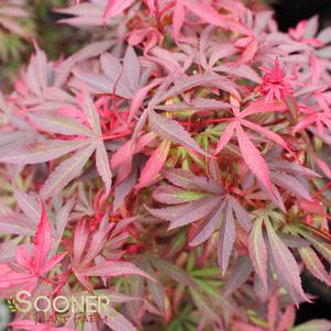 SHAINA DWARF UPRIGHT JAPANESE MAPLE