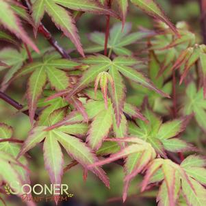 SHISHI YATSUBUSA DWARF UPRIGHT JAPANESE MAPLE