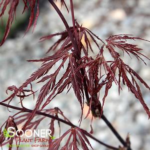 ENGLISH LACE UPRIGHT JAPANESE MAPLE