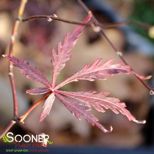 OCTOPUS WEEPING JAPANESE MAPLE