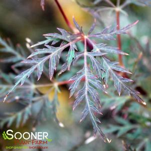 RED FEATHER WEEPING JAPANESE MAPLE