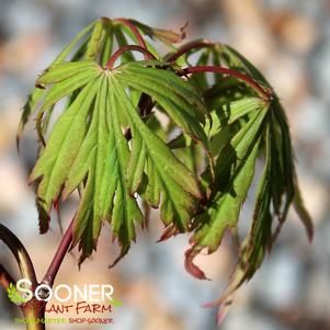 AUTUMN FIRE WEEPING JAPANESE MAPLE