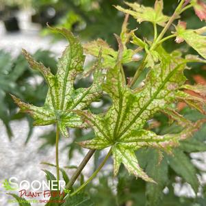 WHITE PEACHES UPRIGHT JAPANESE MAPLE