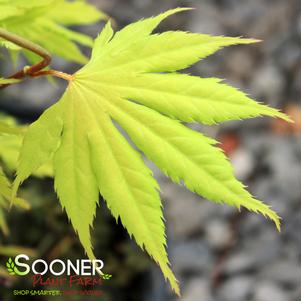 YELLOW BIRD UPRIGHT JAPANESE MAPLE