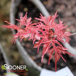 BENI FUSHIGI UPRIGHT JAPANESE MAPLE