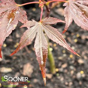 HIME SHOJO DWARF UPRIGHT JAPANESE MAPLE