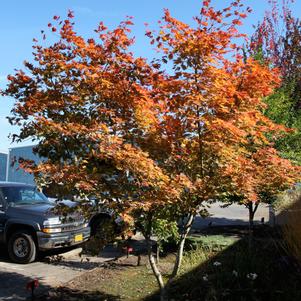 NORTHERN GLOW® MAPLE