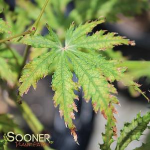 GHOST DANCER UPRIGHT JAPANESE MAPLE