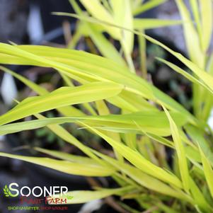 SUNFLARE™ JAPANESE FOREST GRASS