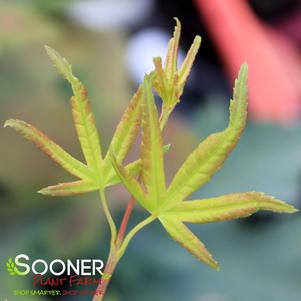 SHIN HIKASA DWARF UPRIGHT JAPANESE MAPLE