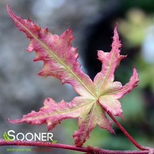 STRAWBERRY SPRING UPRIGHT JAPANESE MAPLE