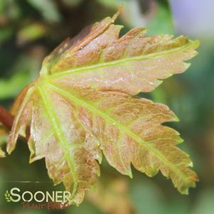 SEASONS OF CHANGE UPRIGHT JAPANESE MAPLE