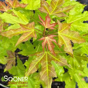 SUPER DRAGON® SHANTUNG MAPLE