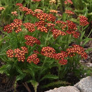 MILLY ROCK™ RED YARROW