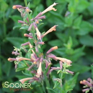 SUMMER GLOW HYSSOP