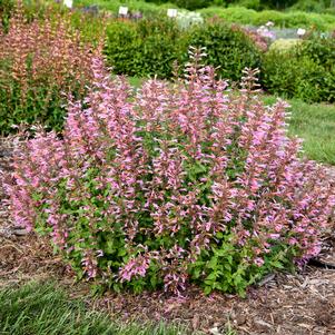 PINKY PIE HYSSOP