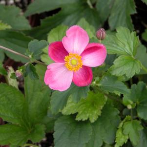 SEPTEMBER CHARM ANEMONE