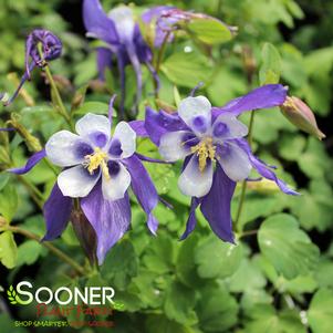 KIRIGAMI™ DEEP BLUE & WHITE COLUMBINE