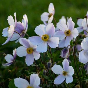 WILD SWAN™ ANEMONE