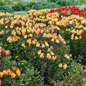 SUMMER BREEZE PERUVIAN LILY