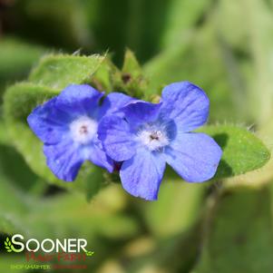 LODDON ROYALIST BUGLOSS