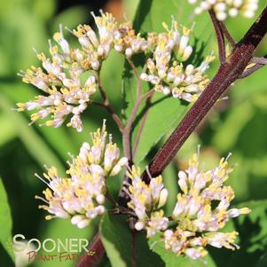 PURPLE PEARLS® BEAUTYBERRY