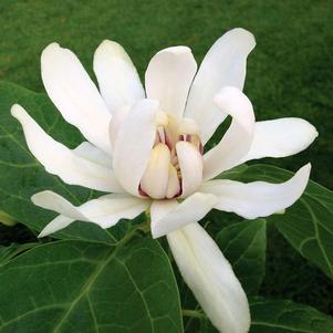 VENUS SWEETSHRUB