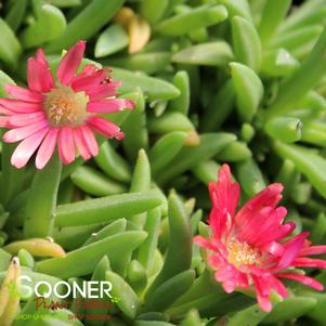 RED MOUNTAIN® ICE PLANT