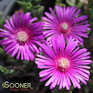 STARBURST® ICE PLANT