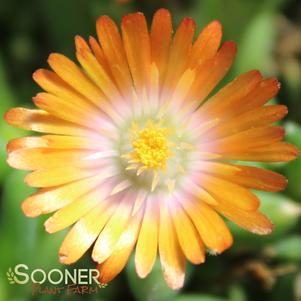 JEWEL OF DESERT TOPAZ ICE PLANT