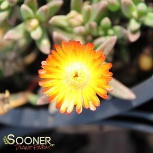 WHEELS OF WONDER™ ORANGE WONDER ICE PLANT